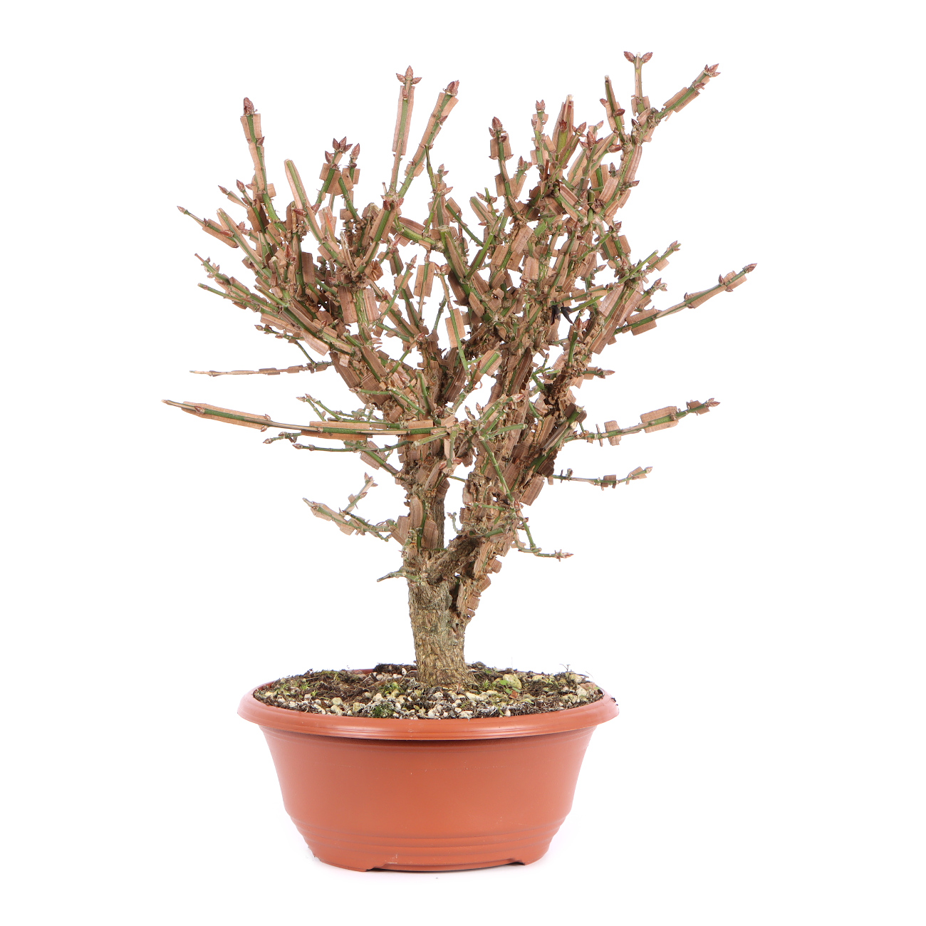 Seitenansicht rechts