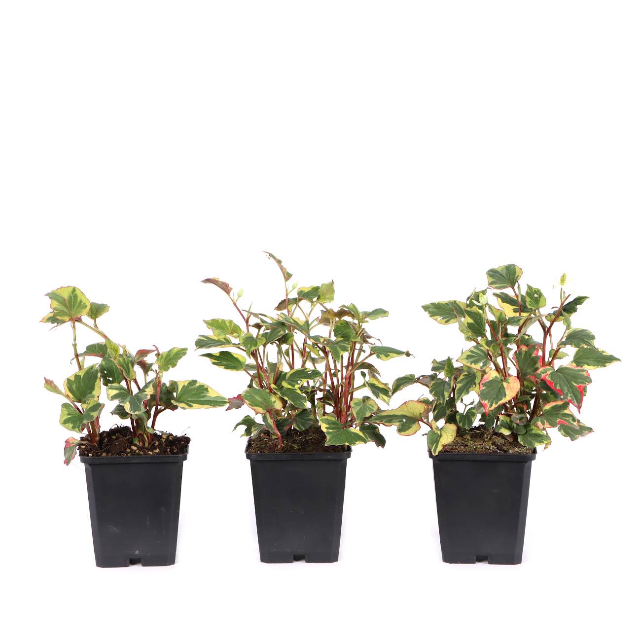 Houttuynia cordata 'Chameleon'