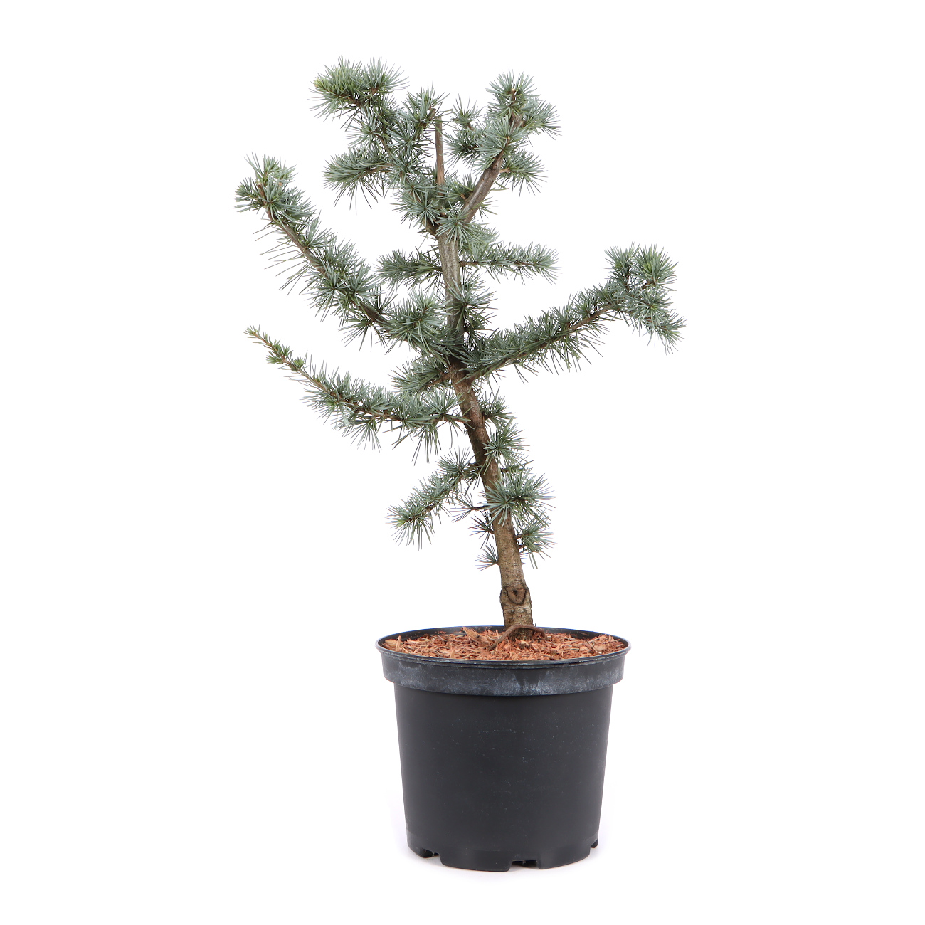 Cedrus atlantica 'Glauca'