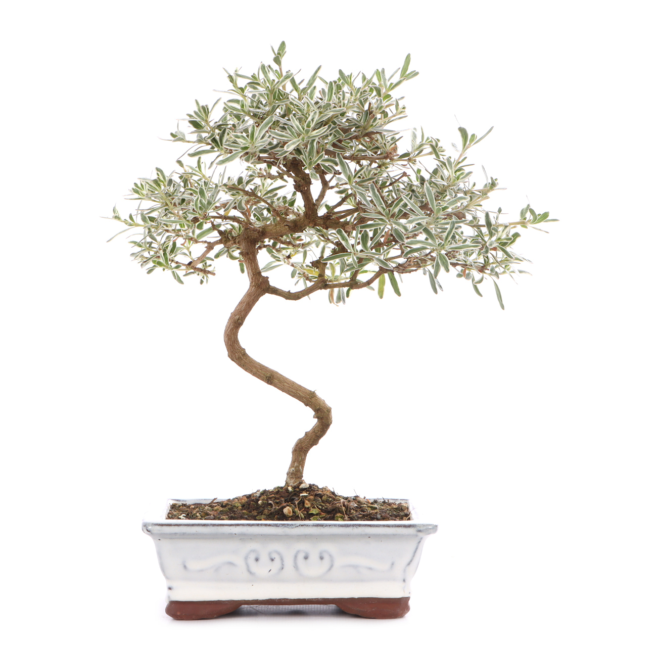 Coprosma x kirkii 'Variegata'