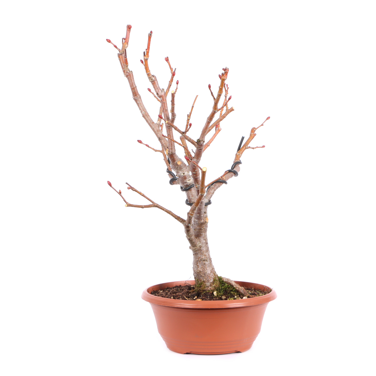 Seitenansicht rechts