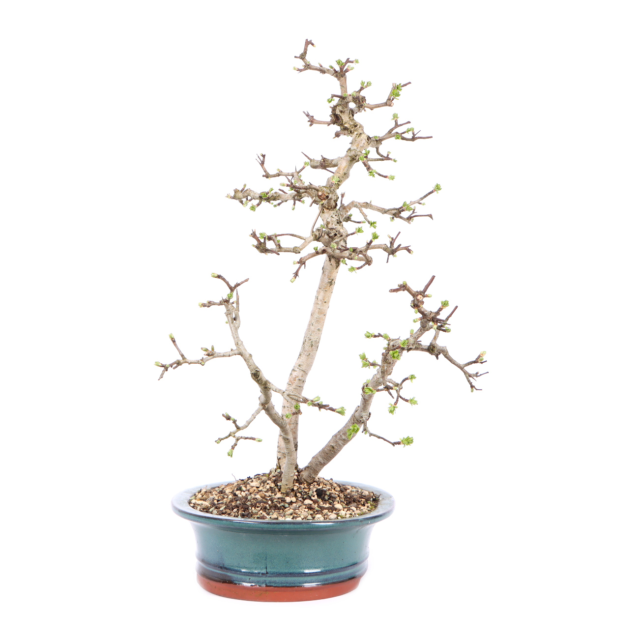 Seitenansicht rechts