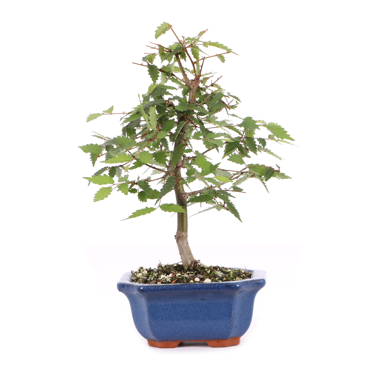Zelkova serrata