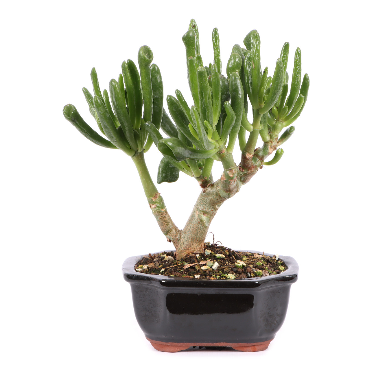 Crassula ovata 'Horn Tree'