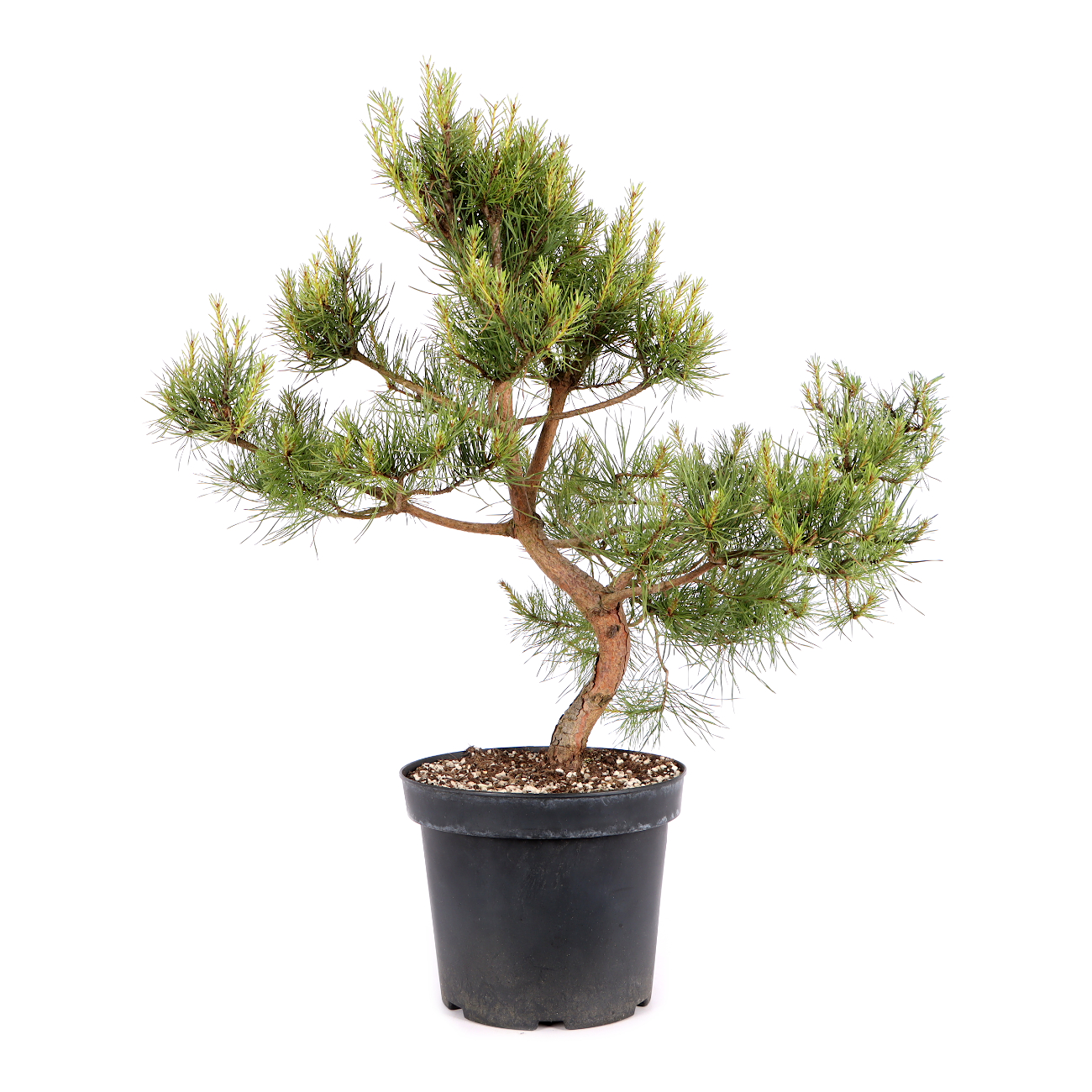 Pinus sylvestris