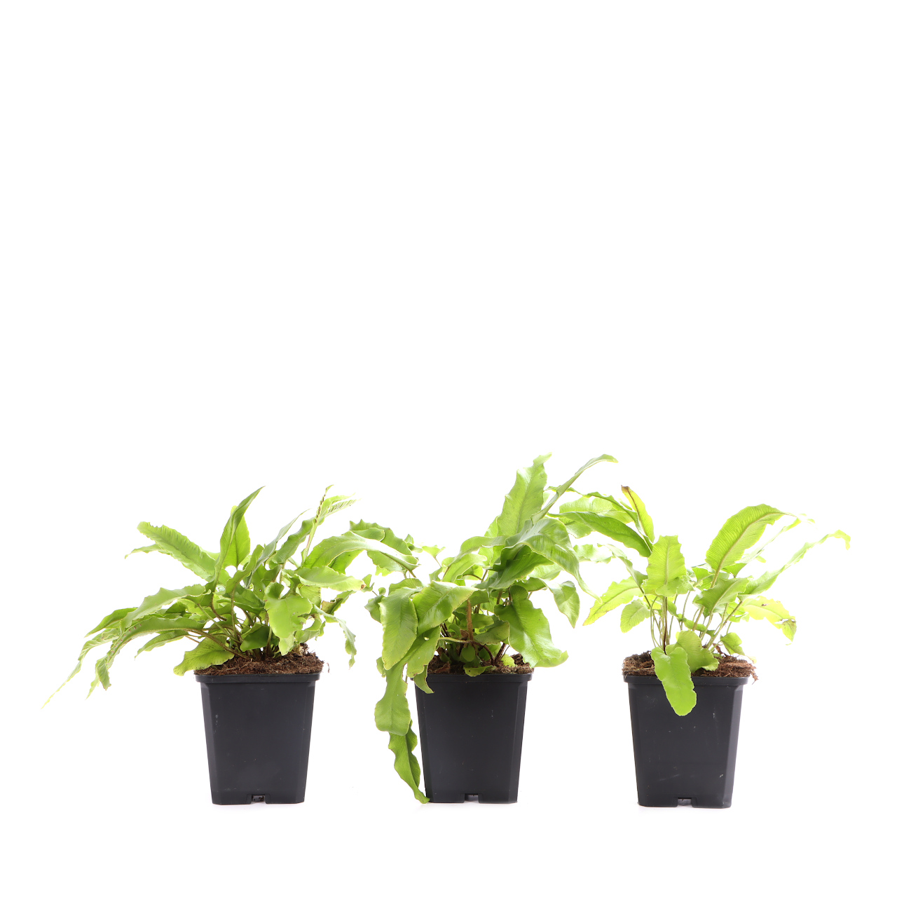 Asplenium scolopendrium