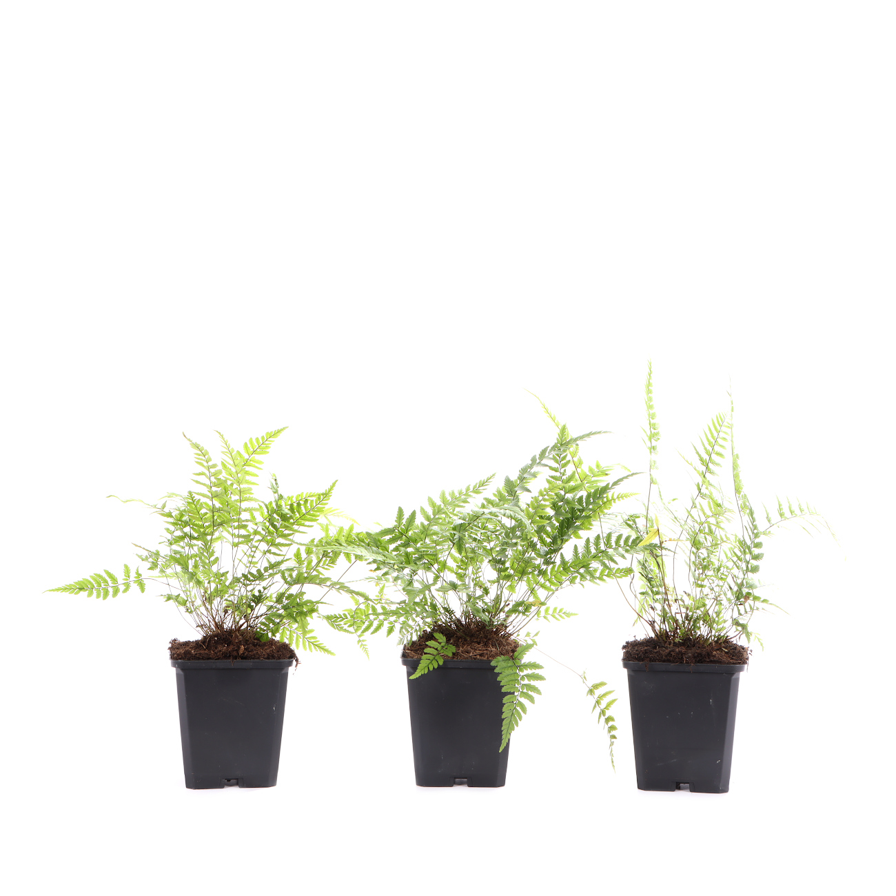 Polystichum tsus-simense