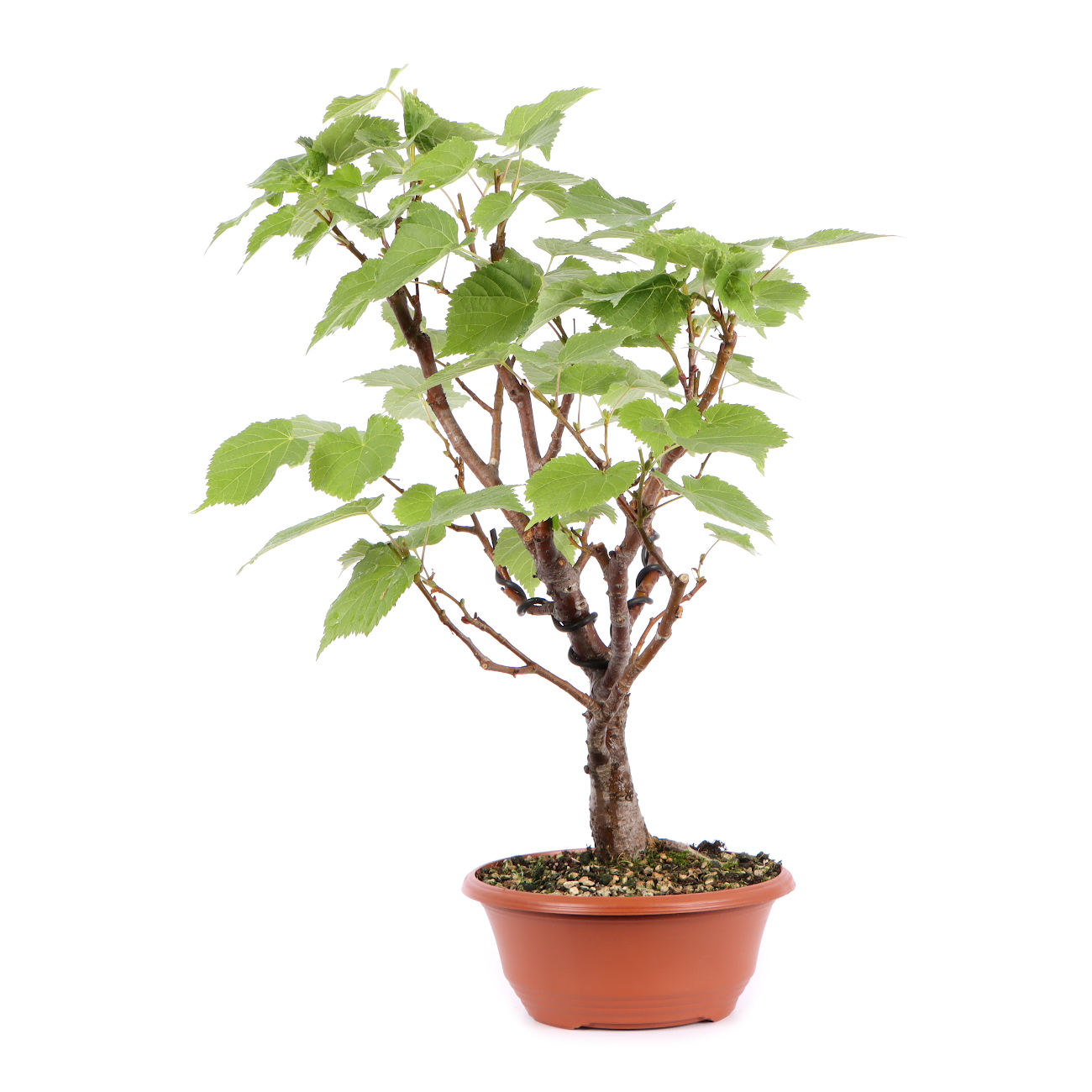 Seitenansicht rechts