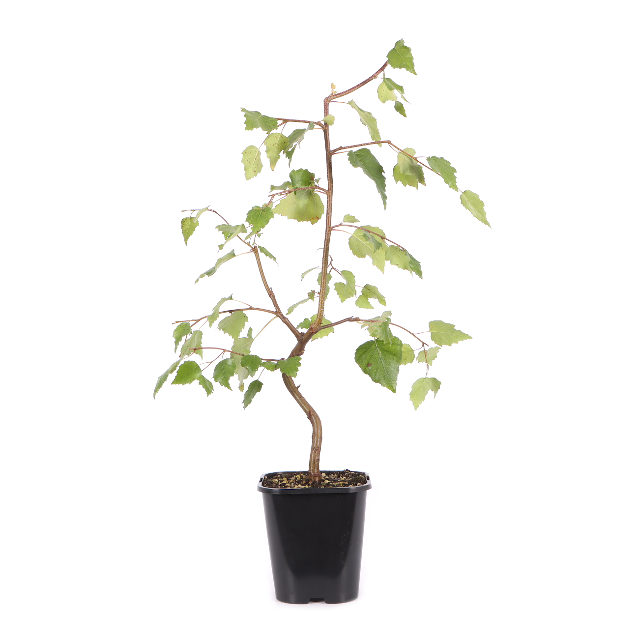 Betula pendula 'Youngii'
