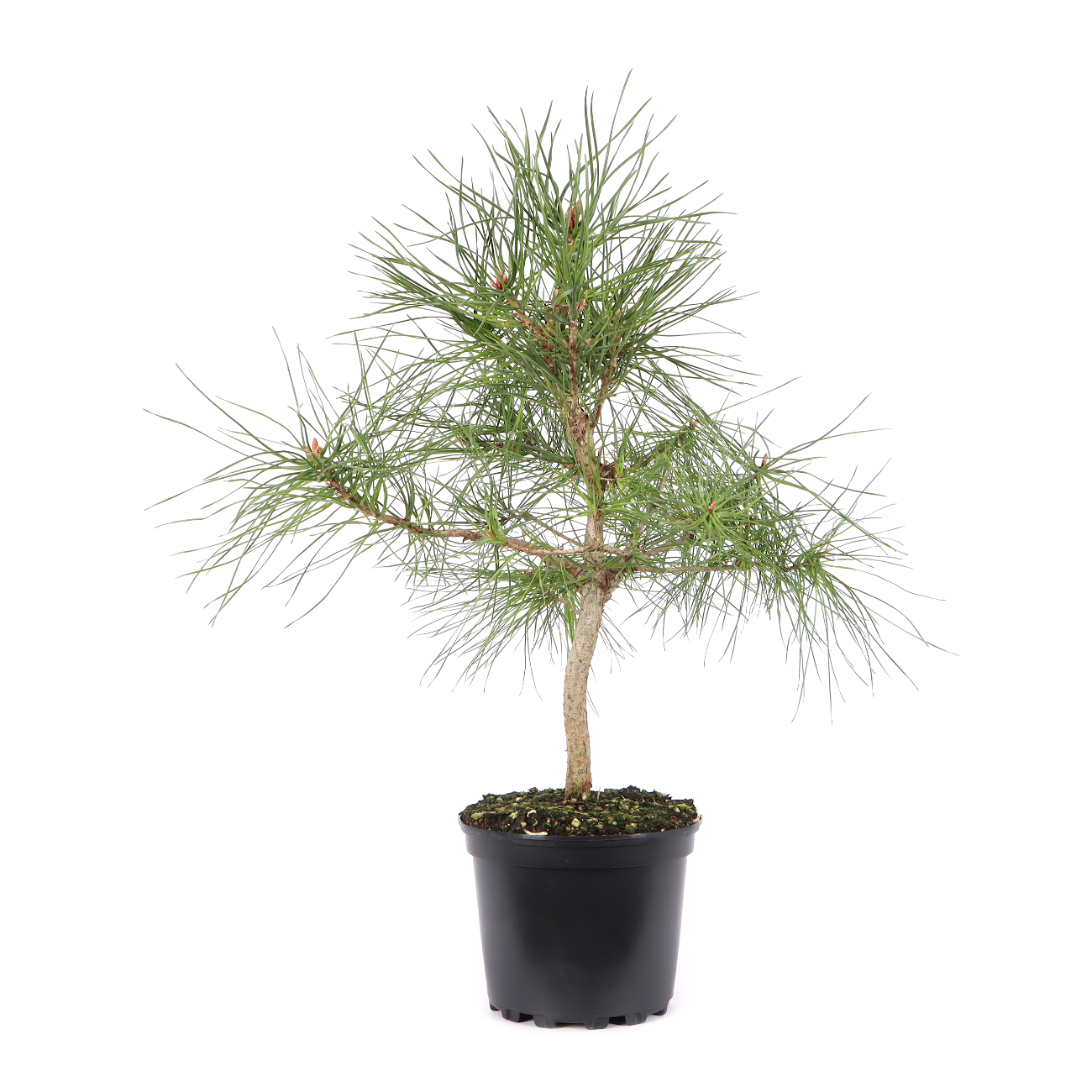 Pinus sylvestris
