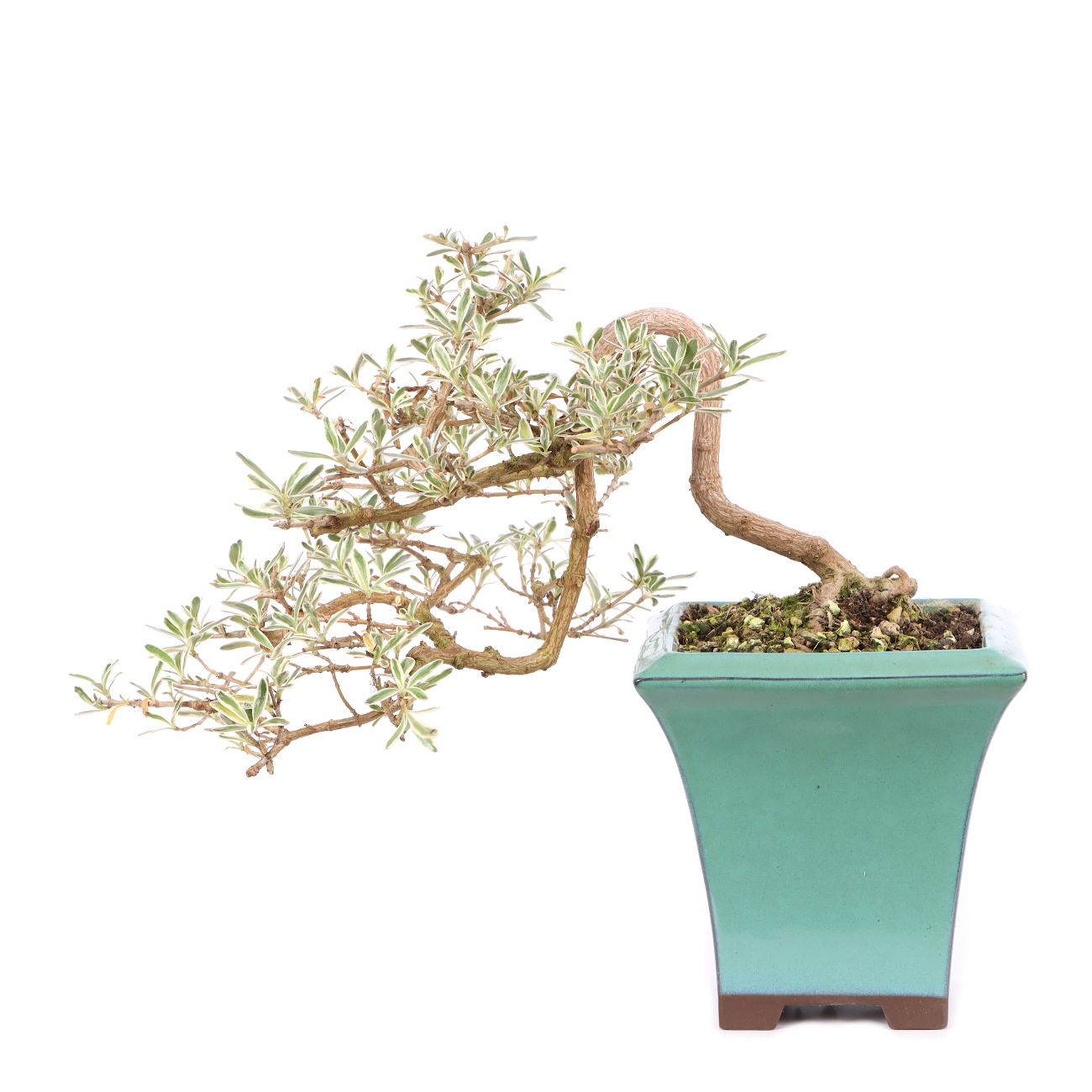 Coprosma x kirkii 'Variegata'