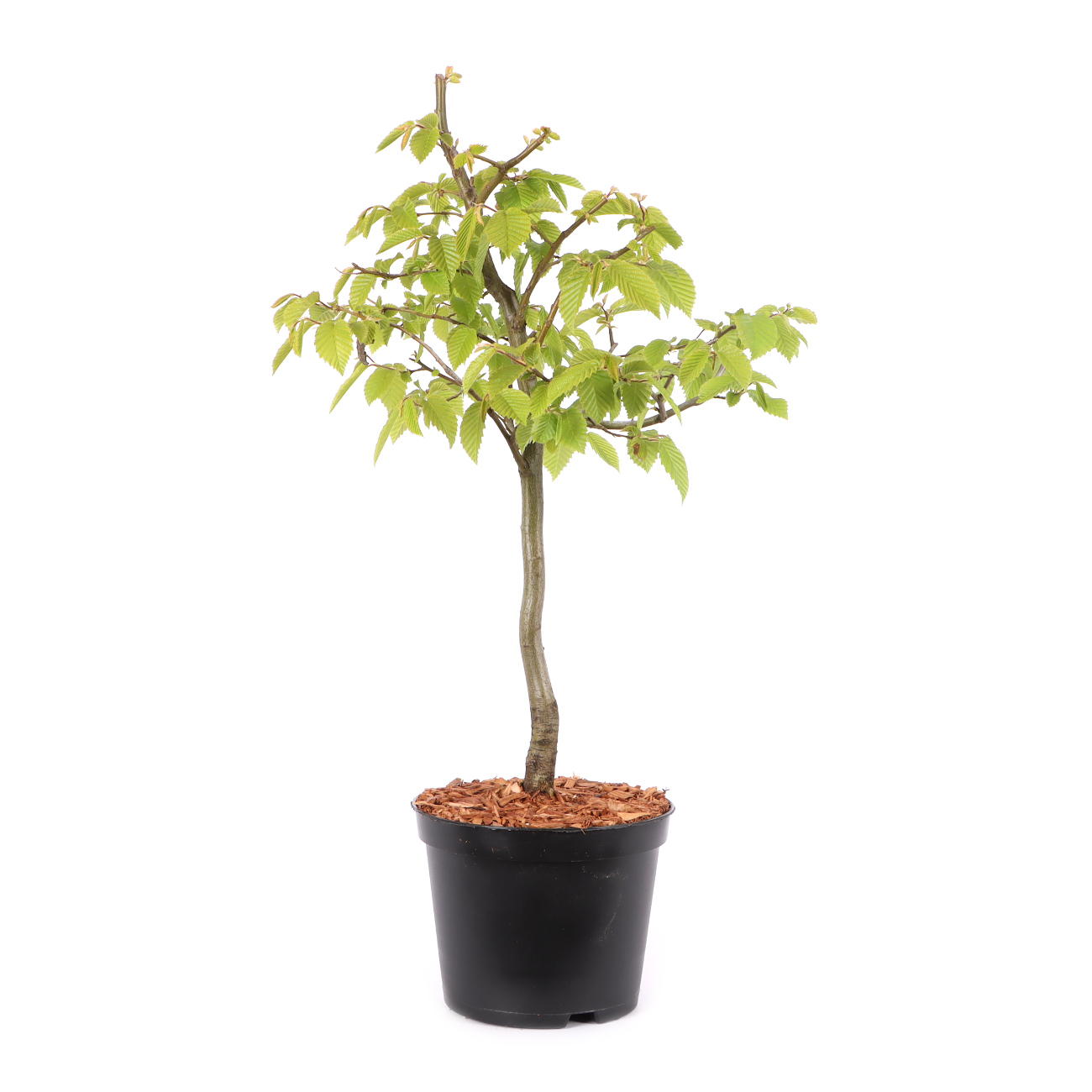 Carpinus betulus