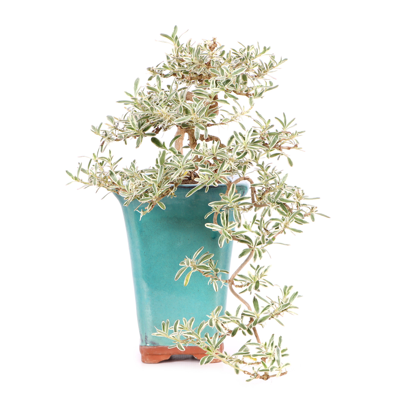 Coprosma x kirkii 'Variegata'