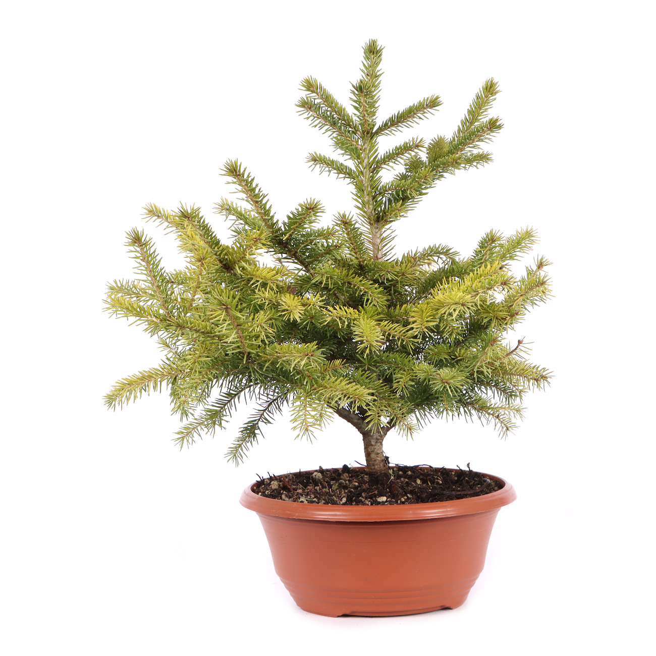 Picea orientalis
