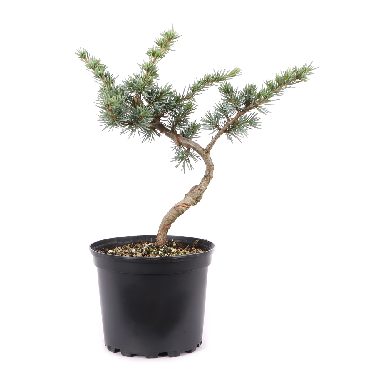 Cedrus atlantica 'Glauca'