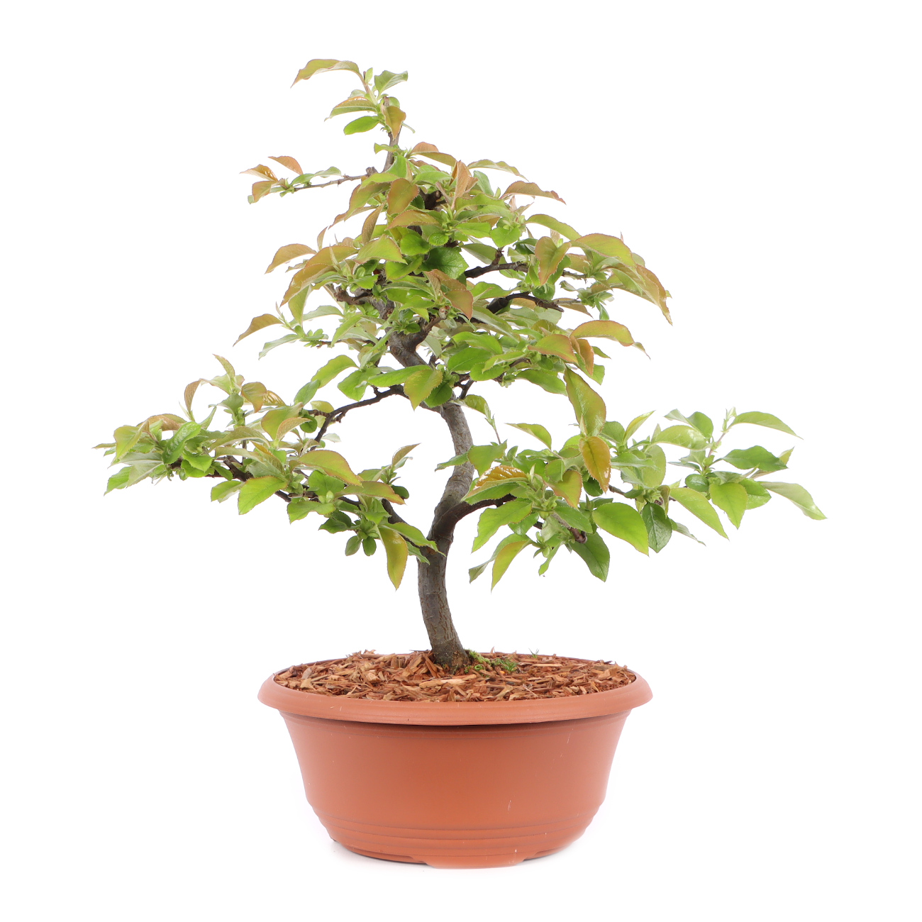 Pseudocydonia sinensis