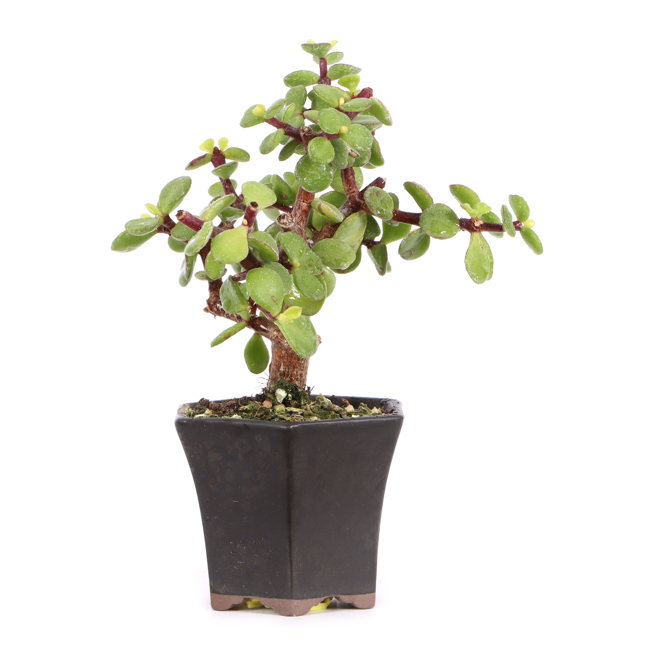 Seitenansicht rechts