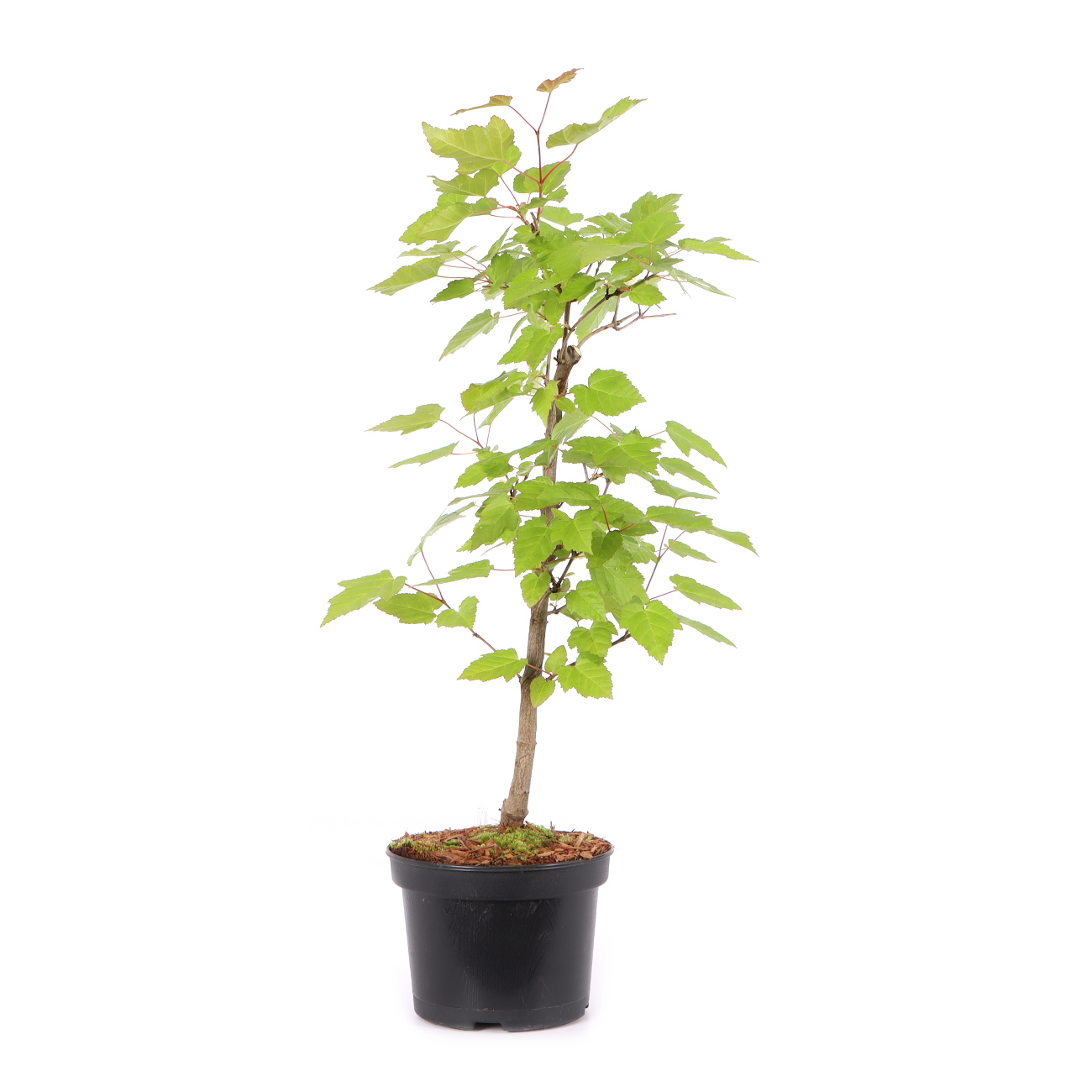 Acer ginnala