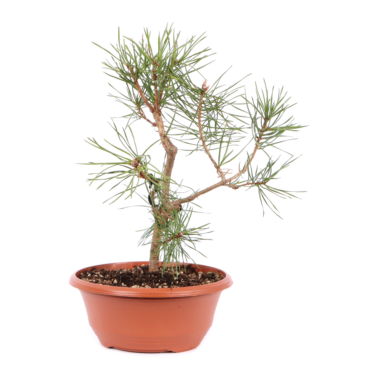 Seitenansicht rechts