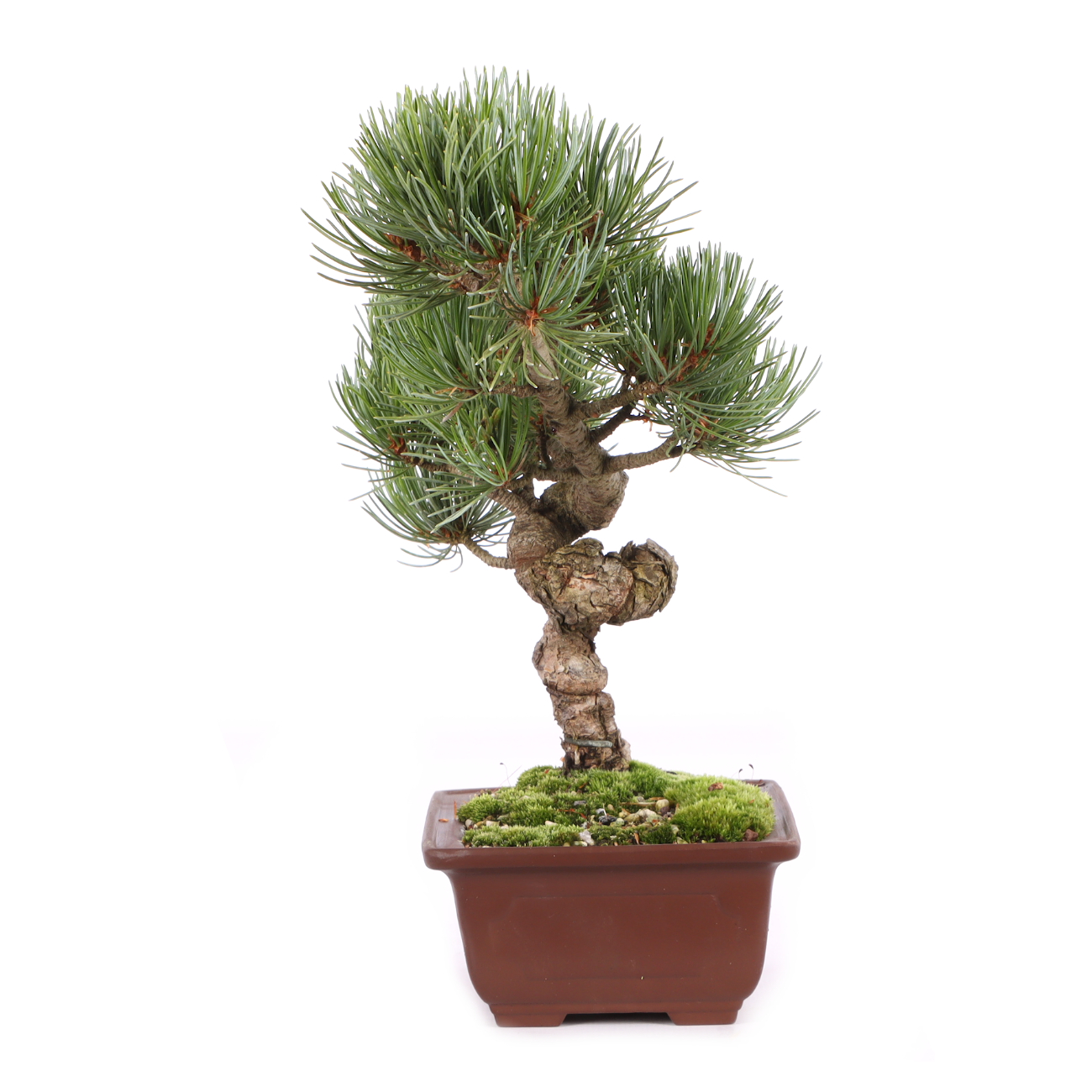 Pinus parviflora 'Glauca'