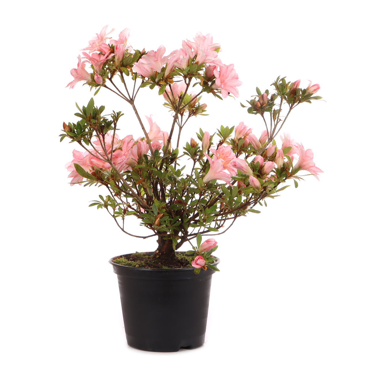 Rhododendron indicum 'Hotaru'
