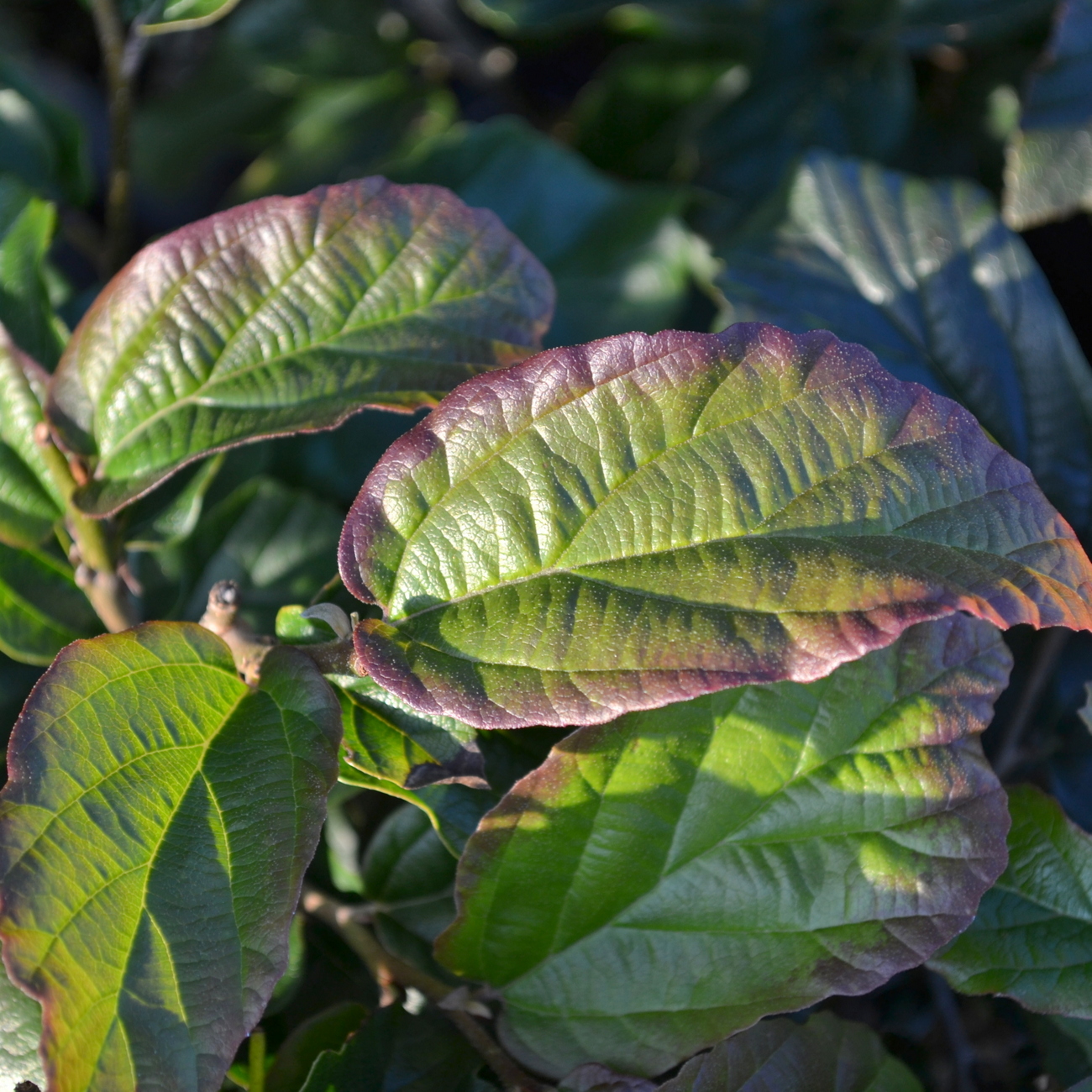 Parrotia persica 'Bella'