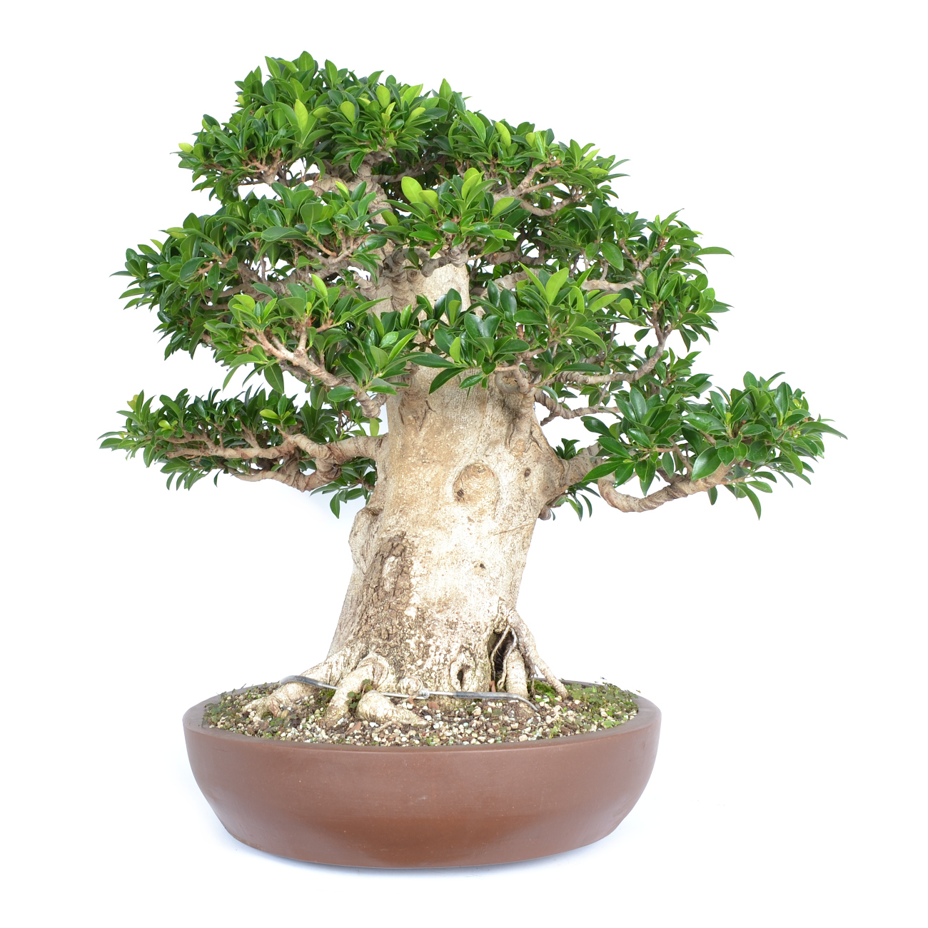 Seitenansicht rechts