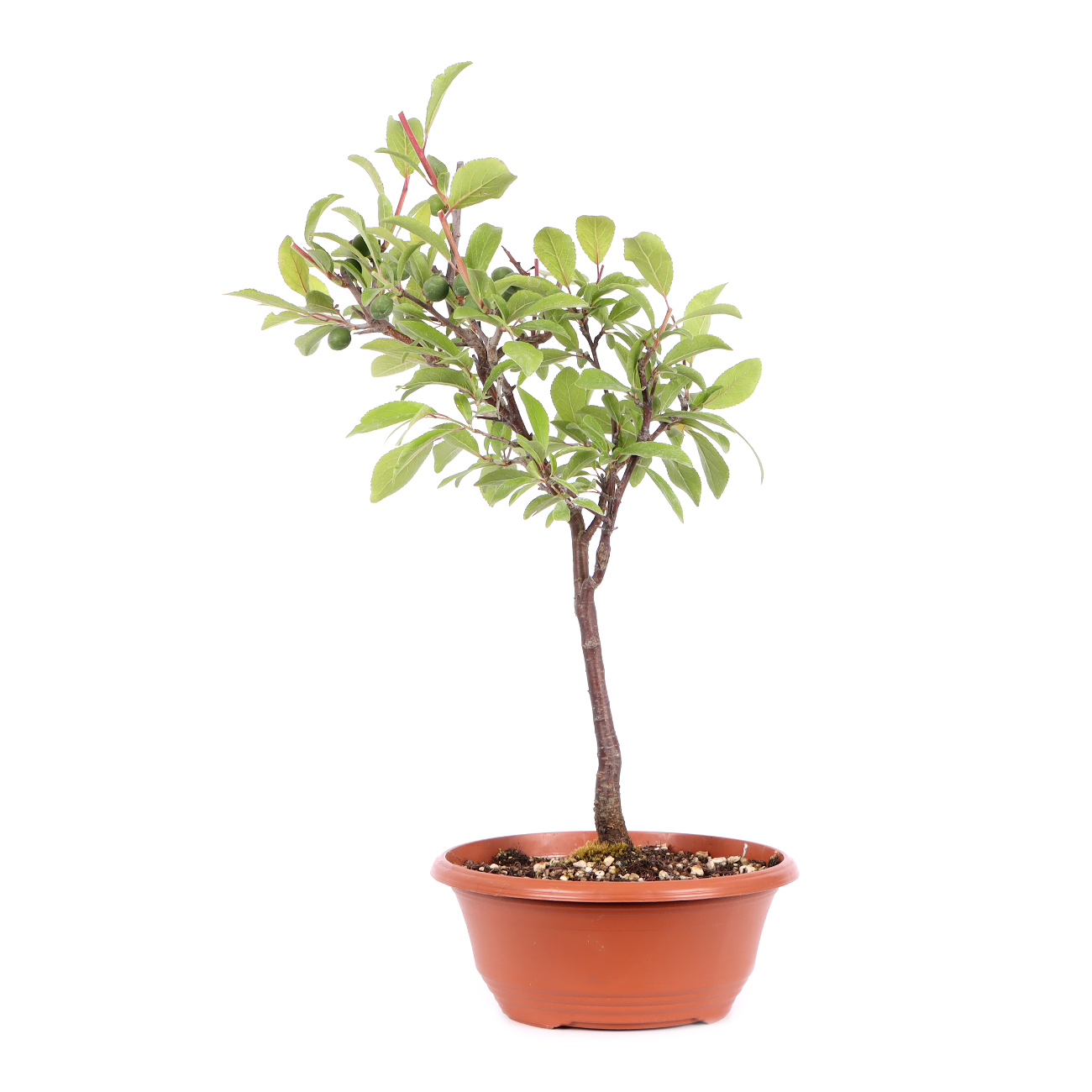 Seitenansicht rechts