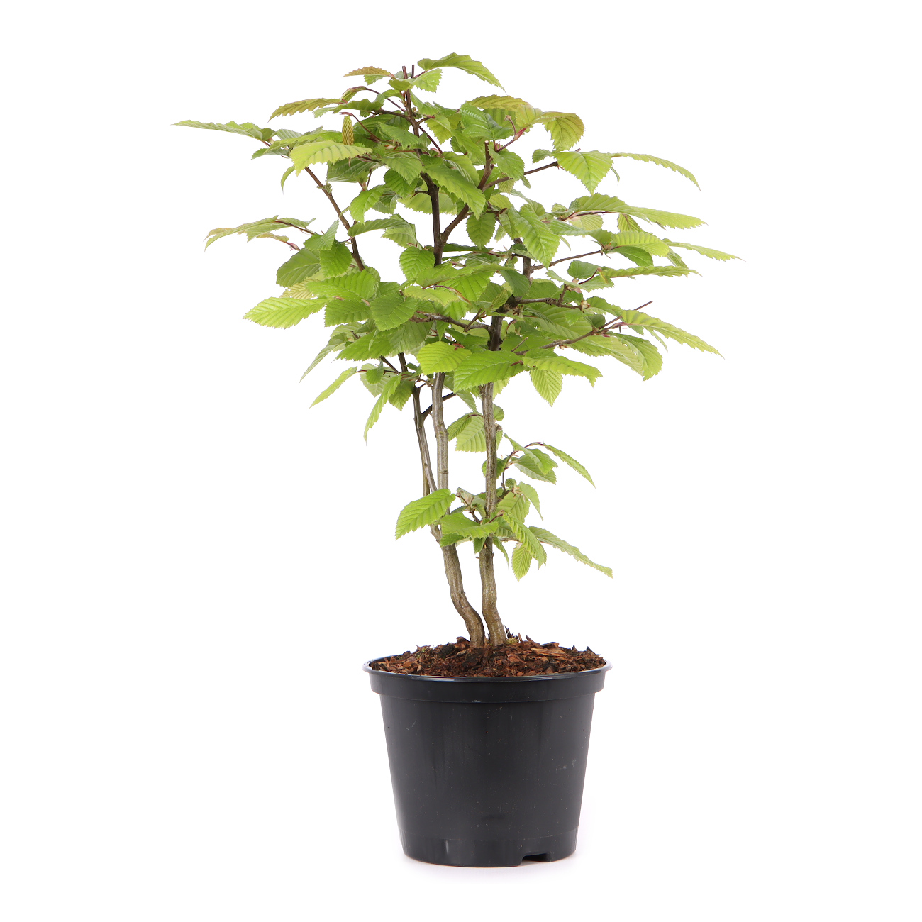 Carpinus betulus