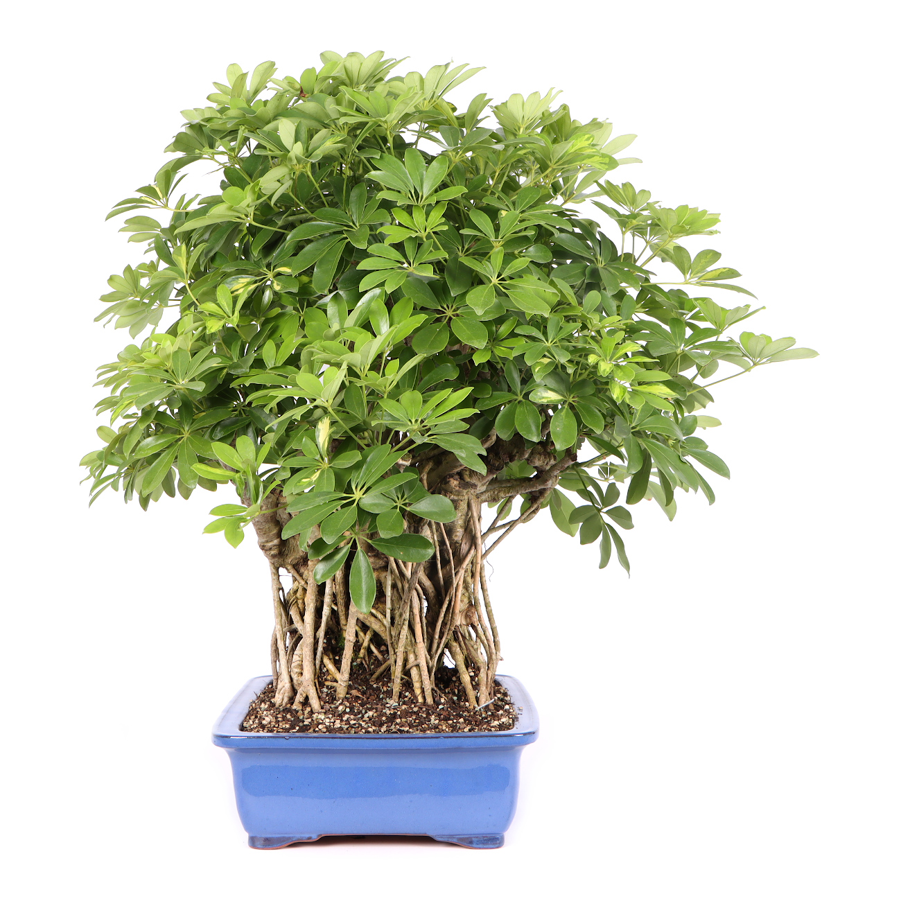 Seitenansicht rechts