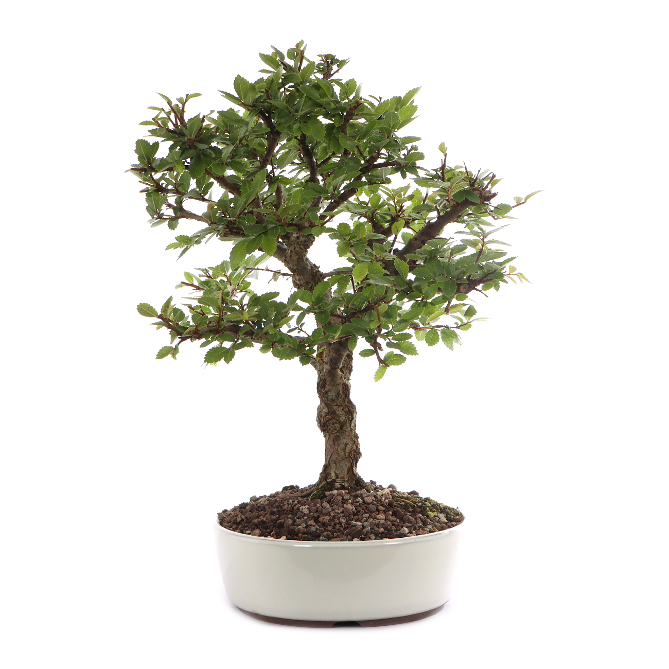 Ulmus japonica