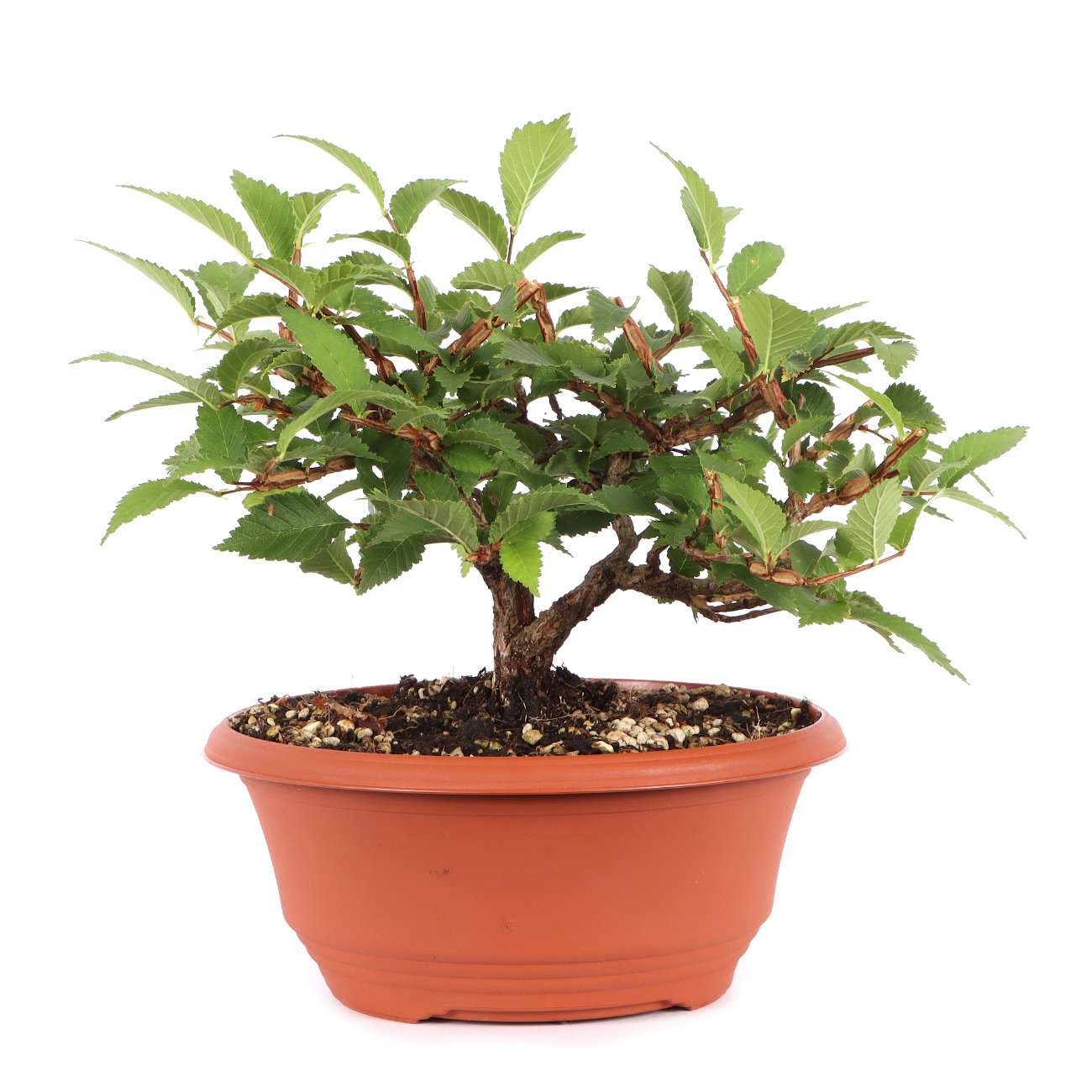 Ulmus minor var.
