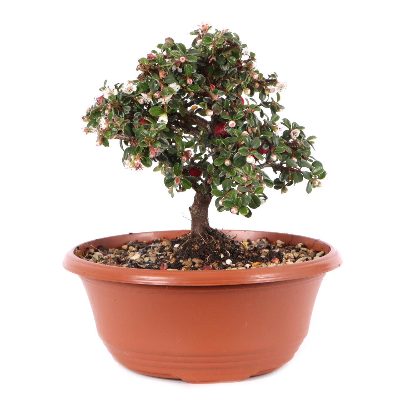 Cotoneaster microphyllus 'Cochleatus'