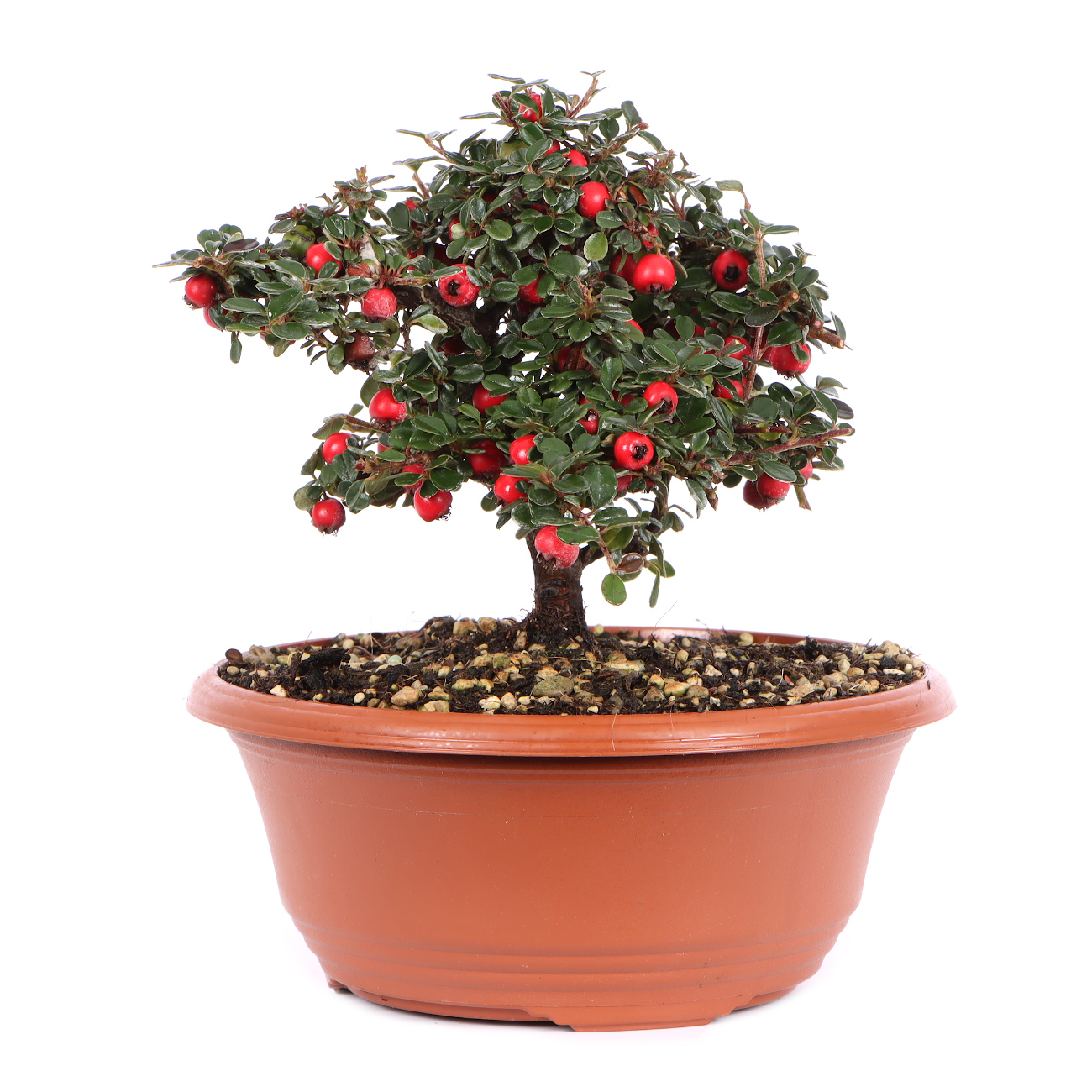 Seitenansicht rechts