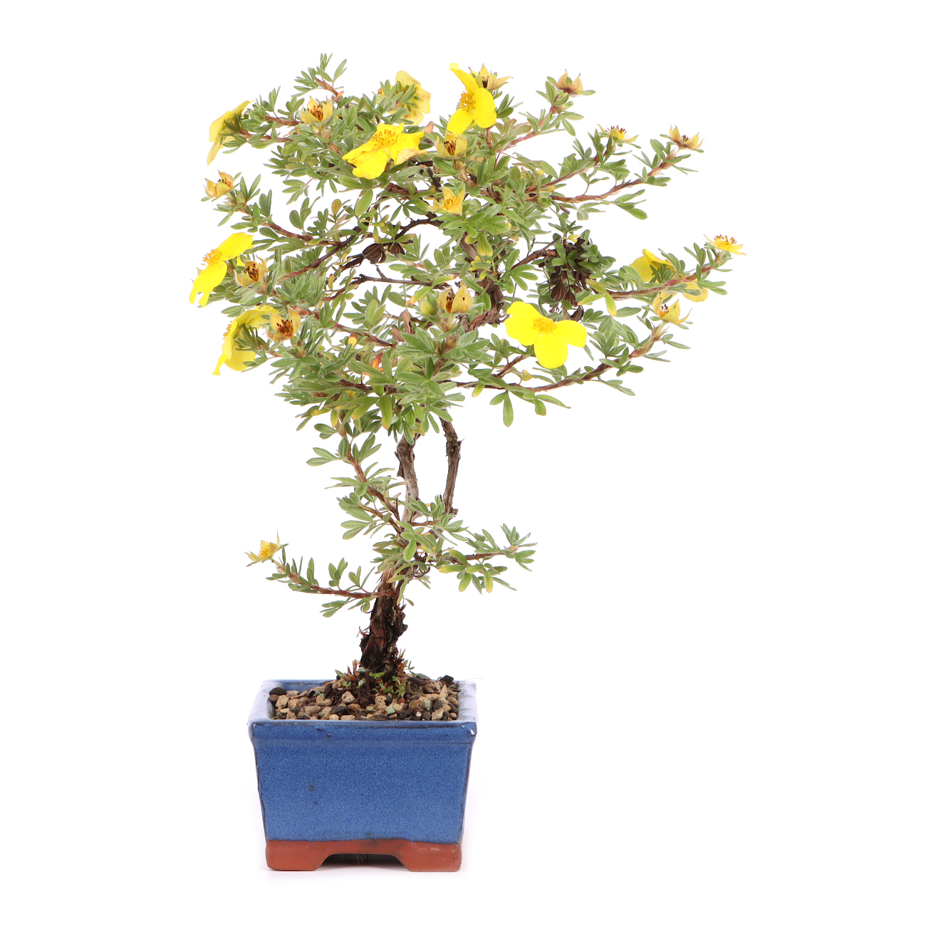 Seitenansicht rechts