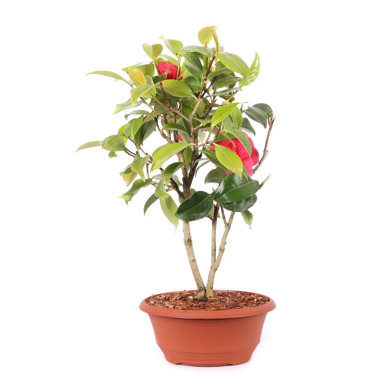 Camellia japonica 'Bonomiana'