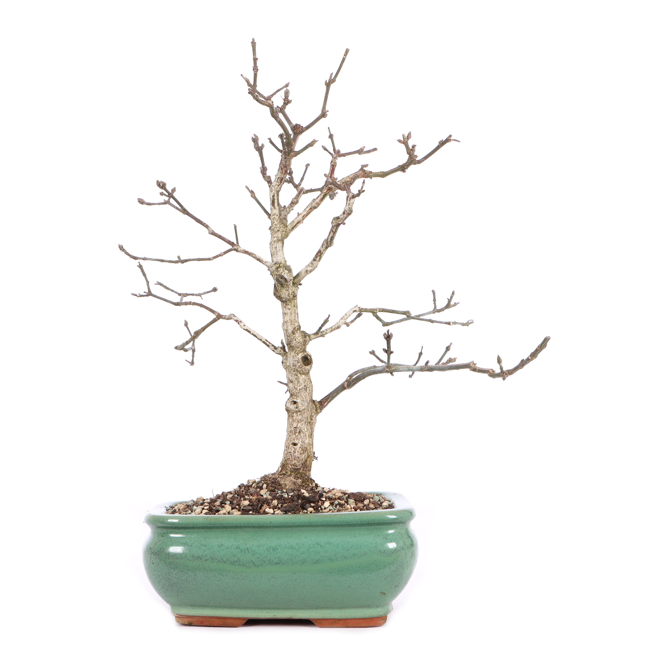 Euonymus europaeus