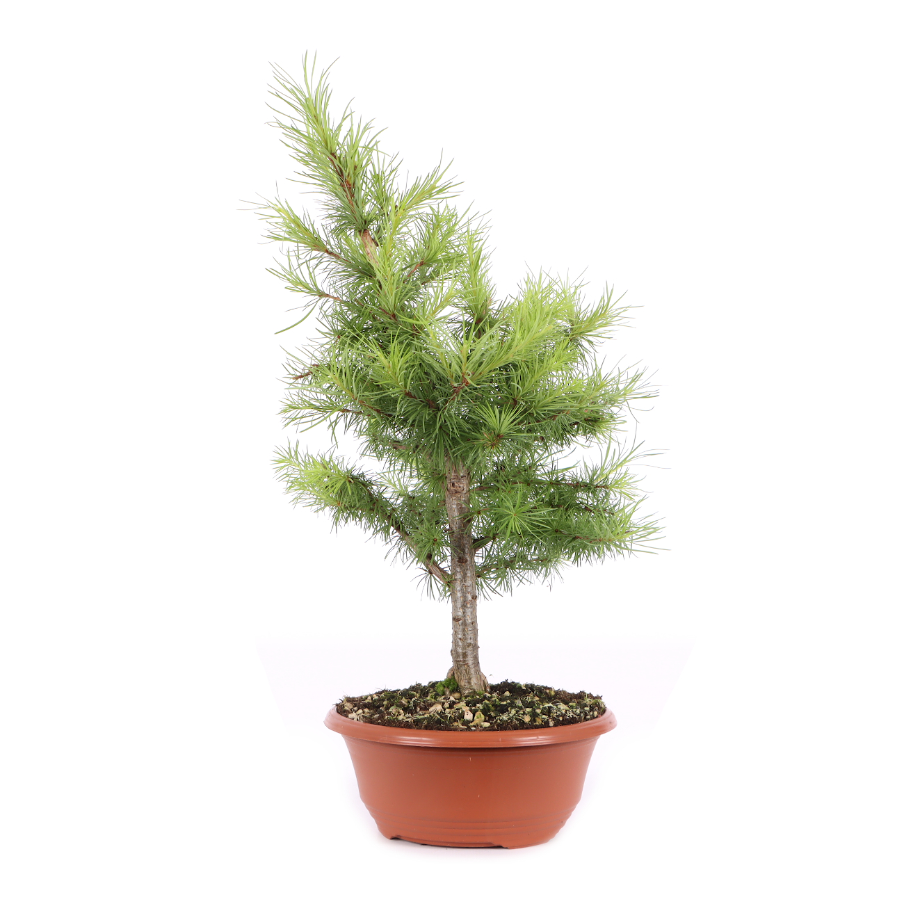 Larix kaempferi