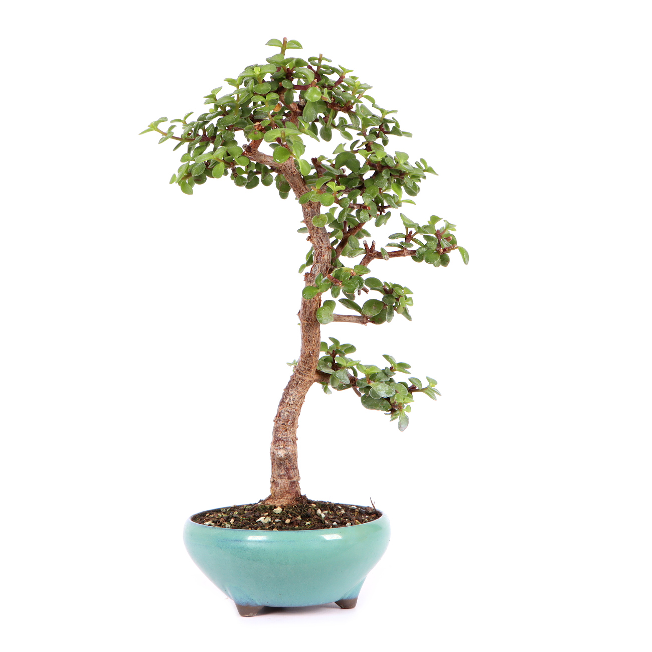 Seitenansicht rechts