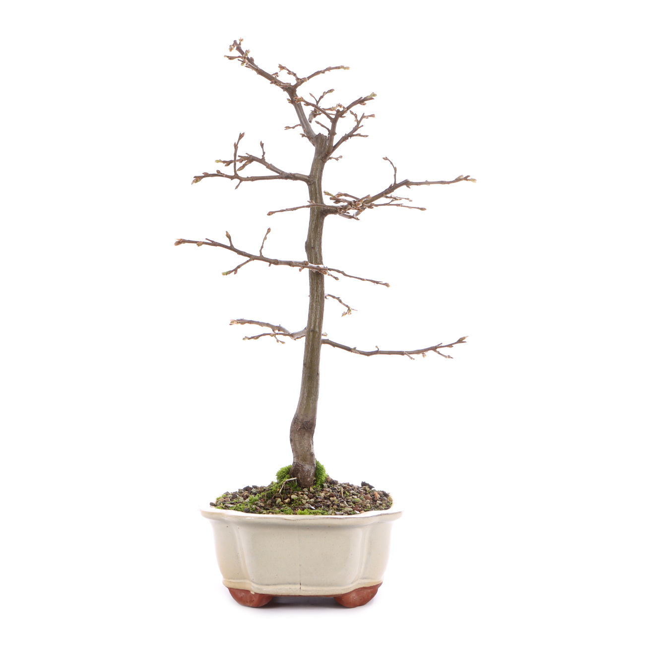 Seitenansicht rechts