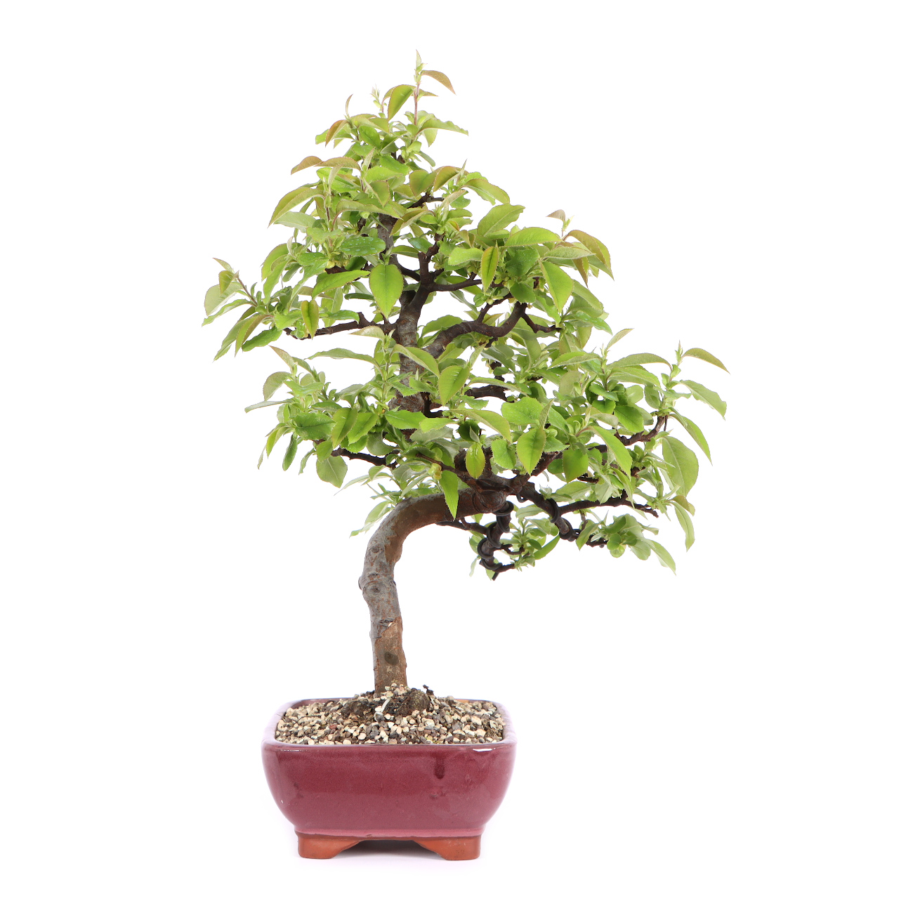 Seitenansicht rechts