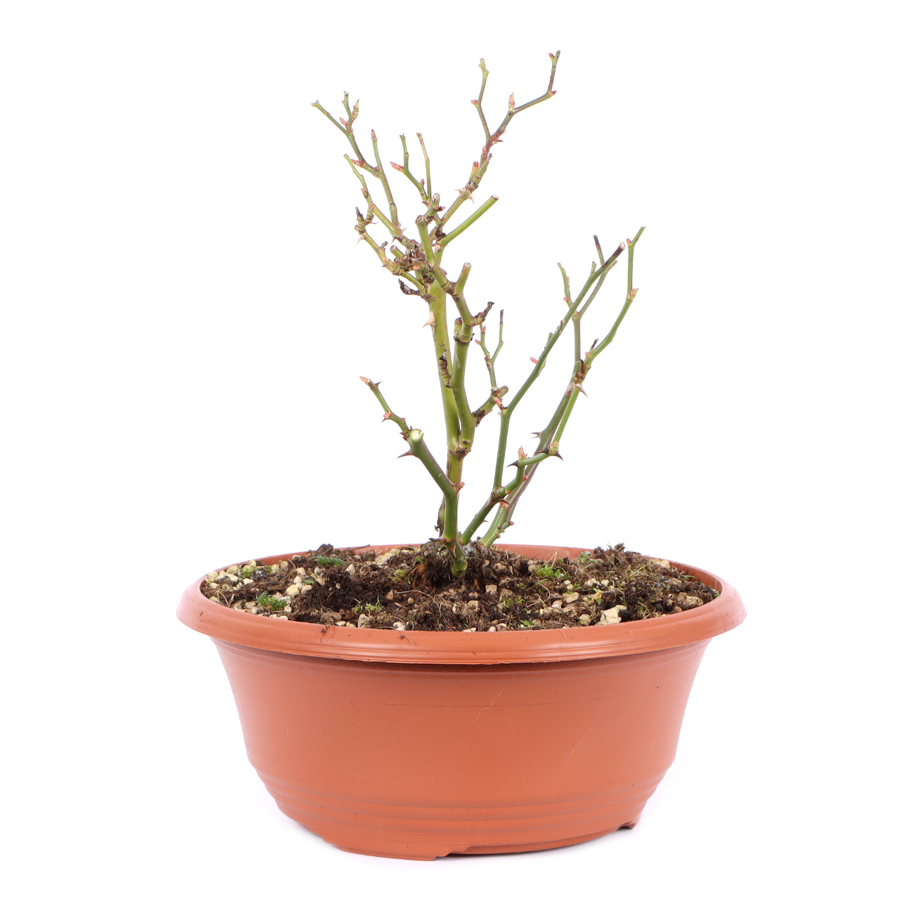 Seitenansicht rechts