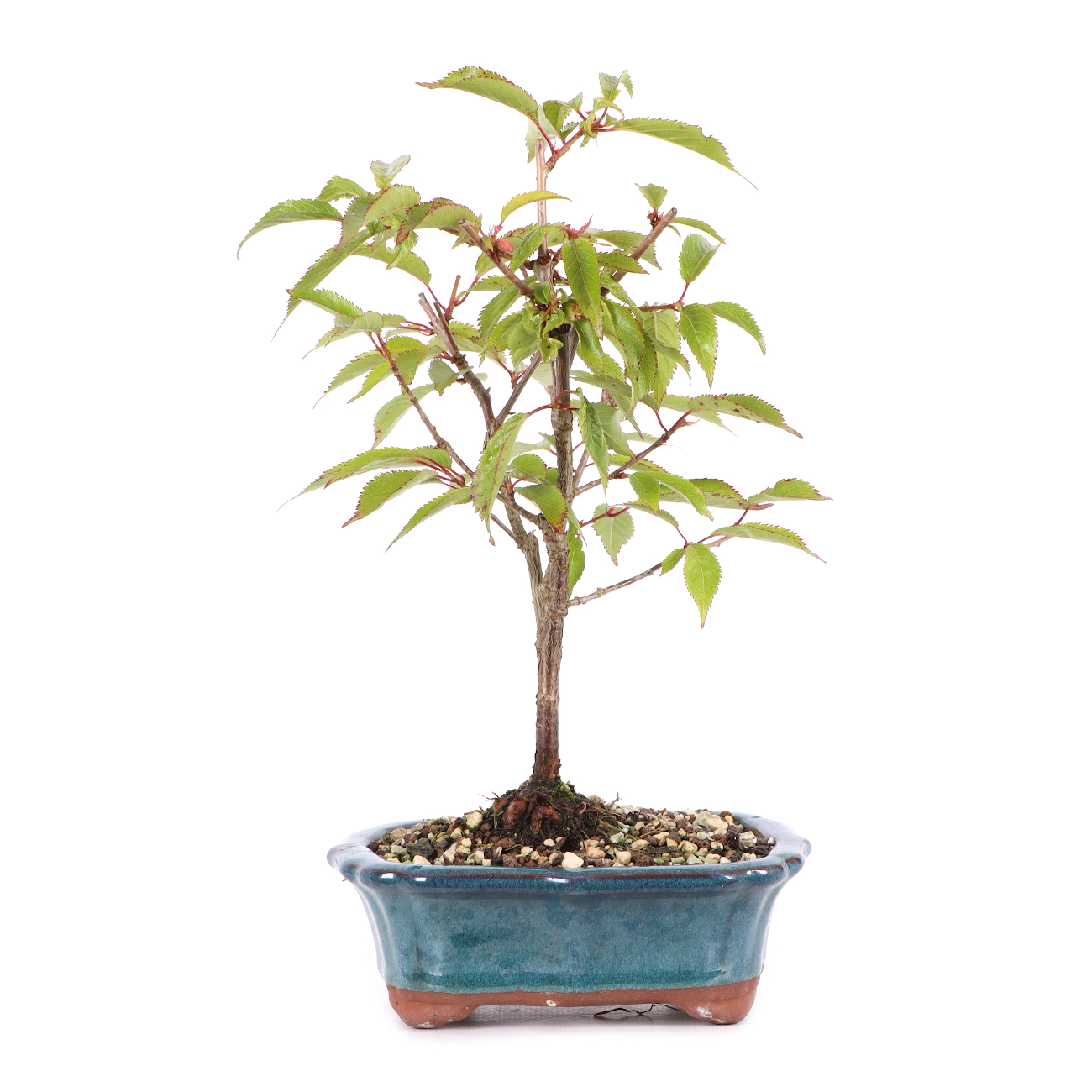 Prunus subhirtella 'Okame'