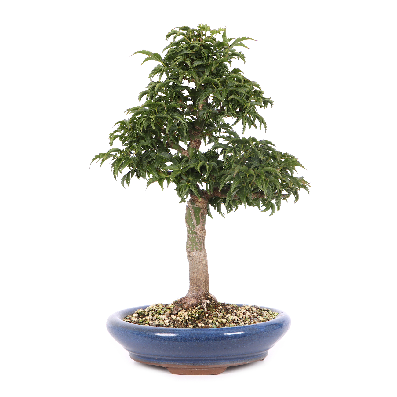 Acer palmatum 'Shishigashira'