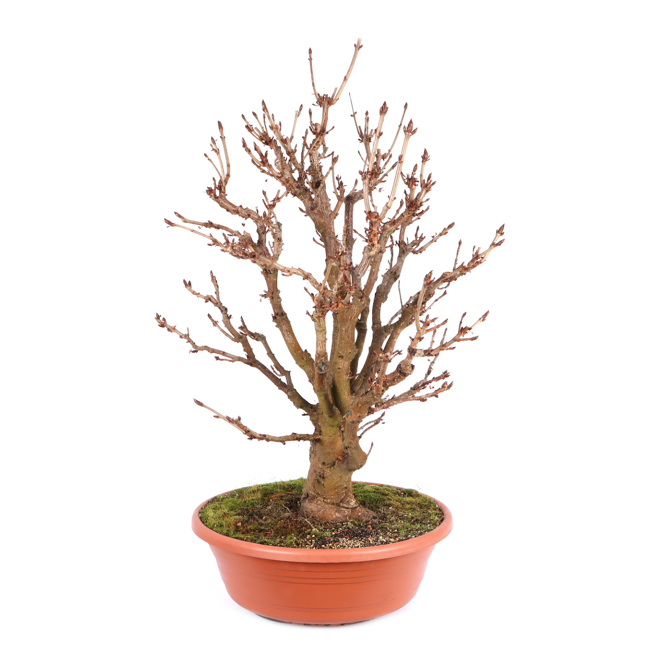 Seitenansicht rechts