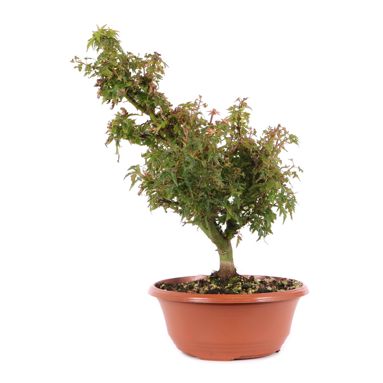 Acer palmatum 'Kotohime'