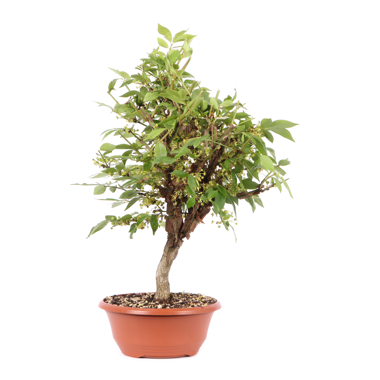 Seitenansicht rechts