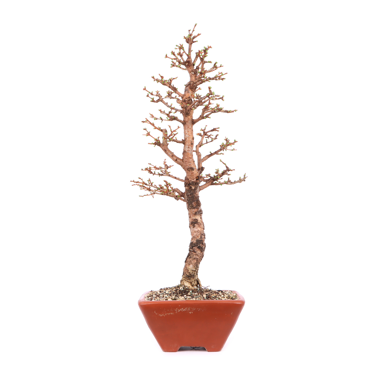 Larix kaempferi