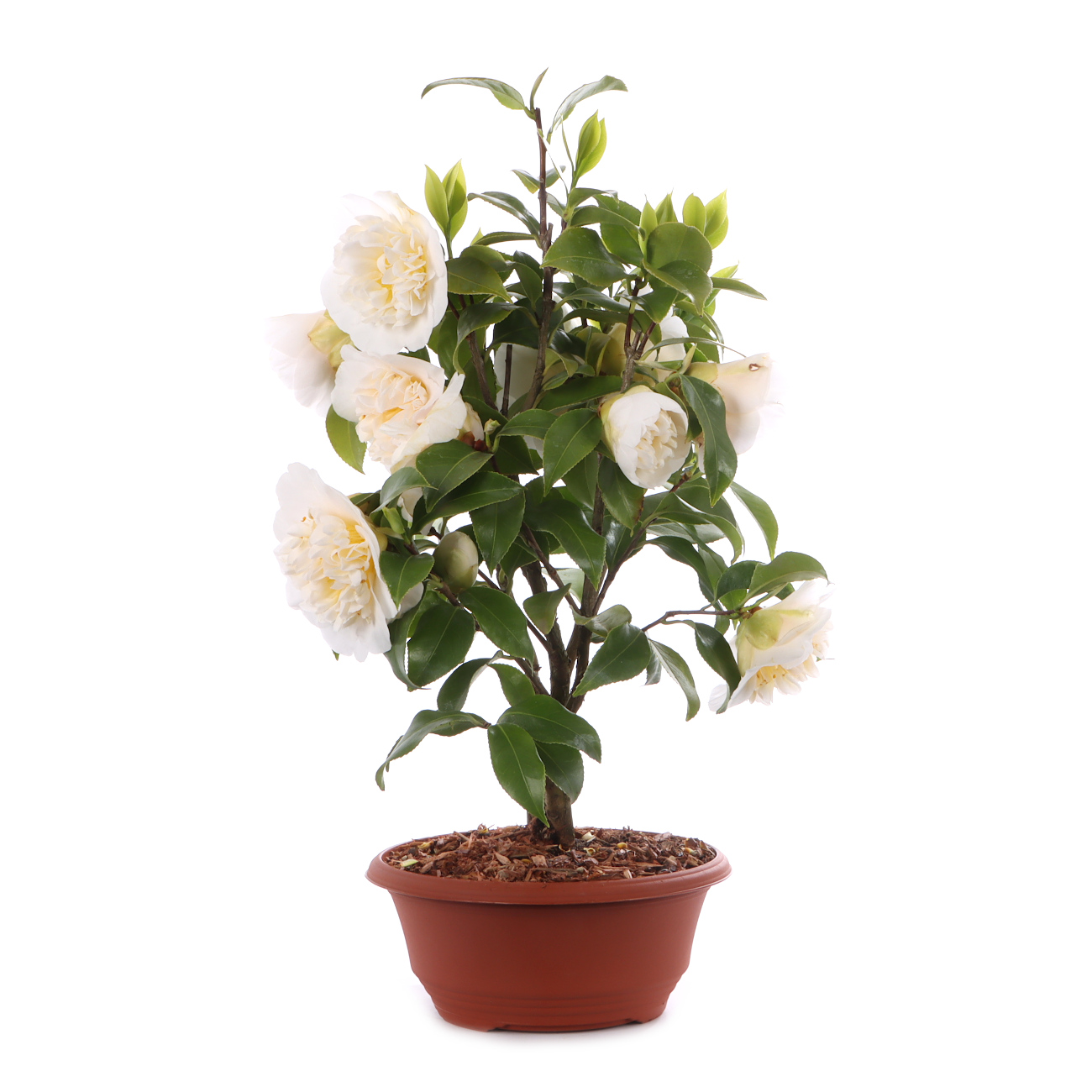 Camellia japonica 'Nobilissima'