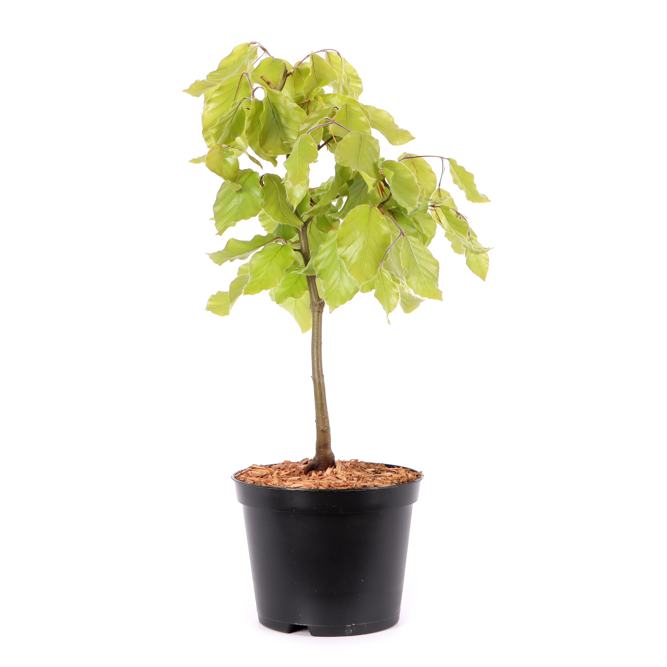 Fagus sylvatica